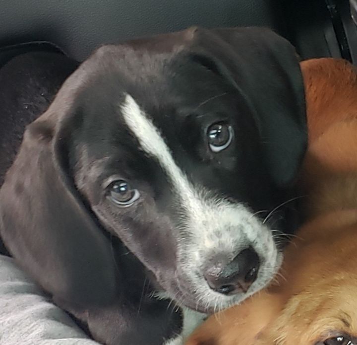Bo Bo, an adoptable Coonhound Mix in Cincinnati, OH_image-1