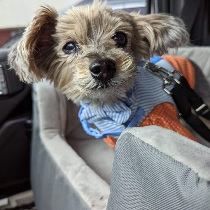 Buck, an adopted Yorkshire Terrier in Omaha, NE_image-2