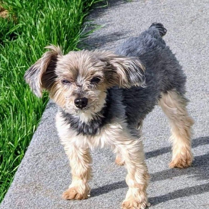 Buck, an adopted Yorkshire Terrier in Omaha, NE_image-5