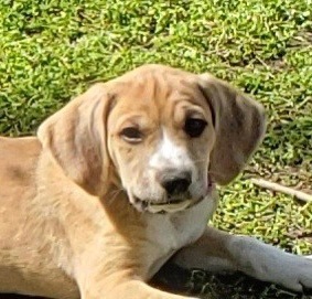 Cletis, an adoptable Coonhound & Hound Mix in Cincinnati, OH_image-1