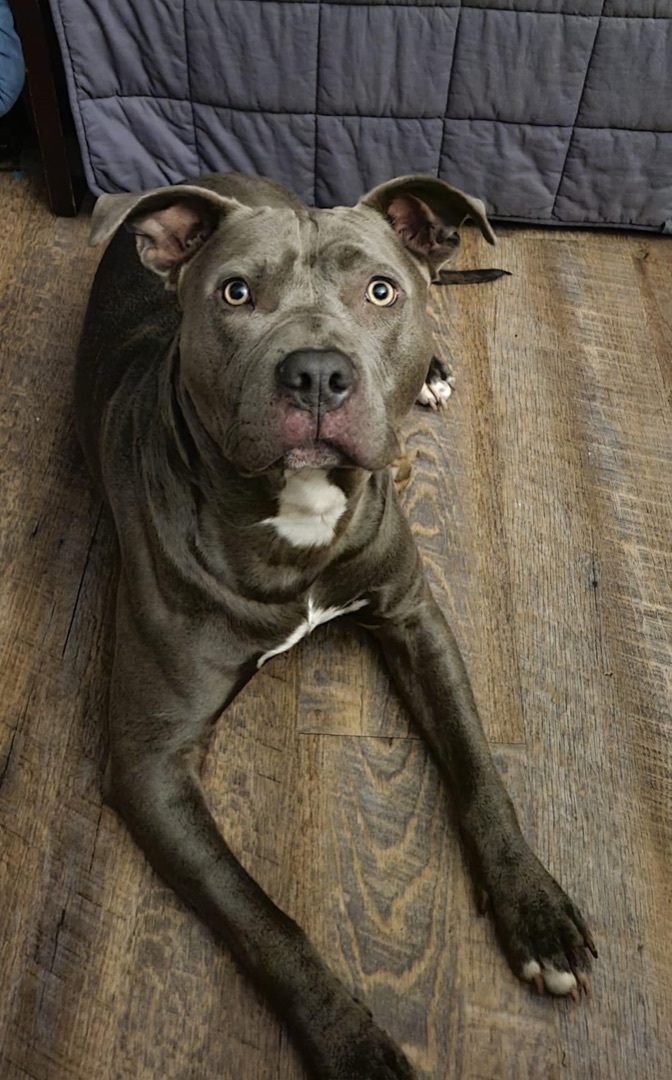 Levi, an adoptable American Staffordshire Terrier Mix in Lexington, KY_image-1