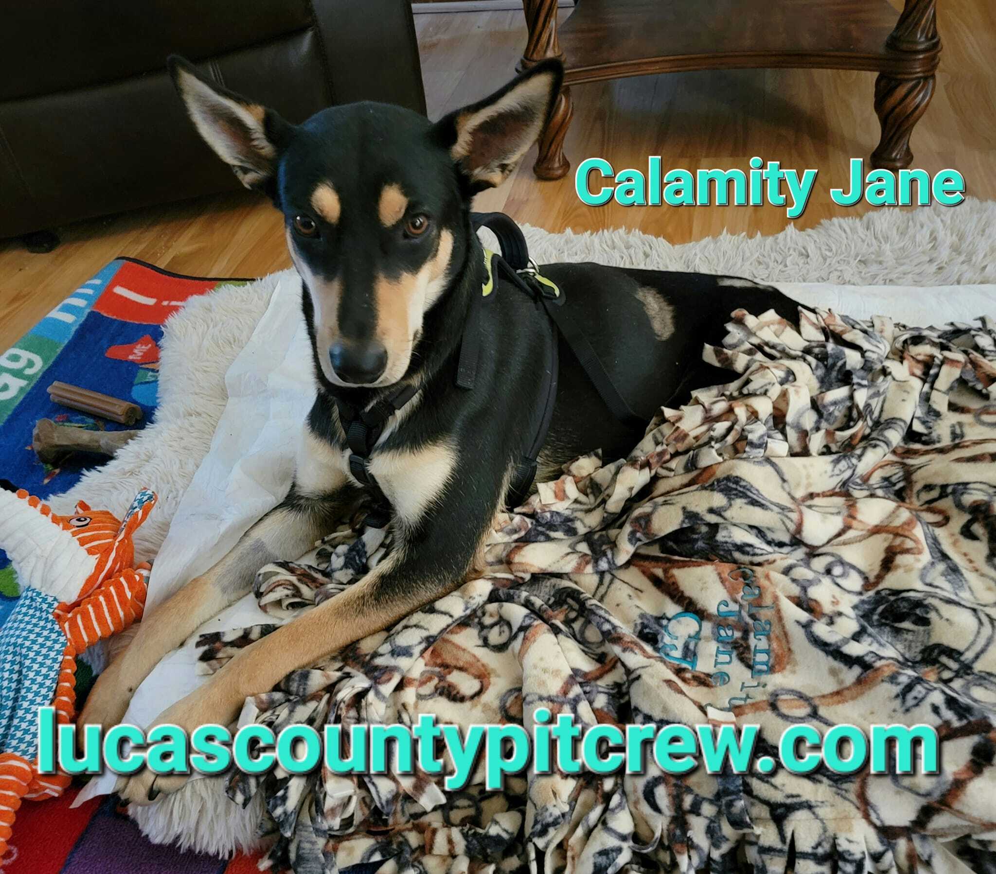Calamity Jane 'CJ', an adoptable Shepherd, Cattle Dog in Toledo, OH, 43615 | Photo Image 1
