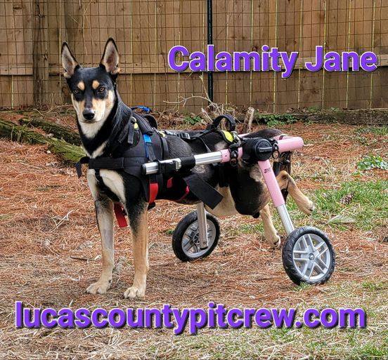 Calamity Jane 'CJ', an adoptable Shepherd, Cattle Dog in Toledo, OH, 43615 | Photo Image 2