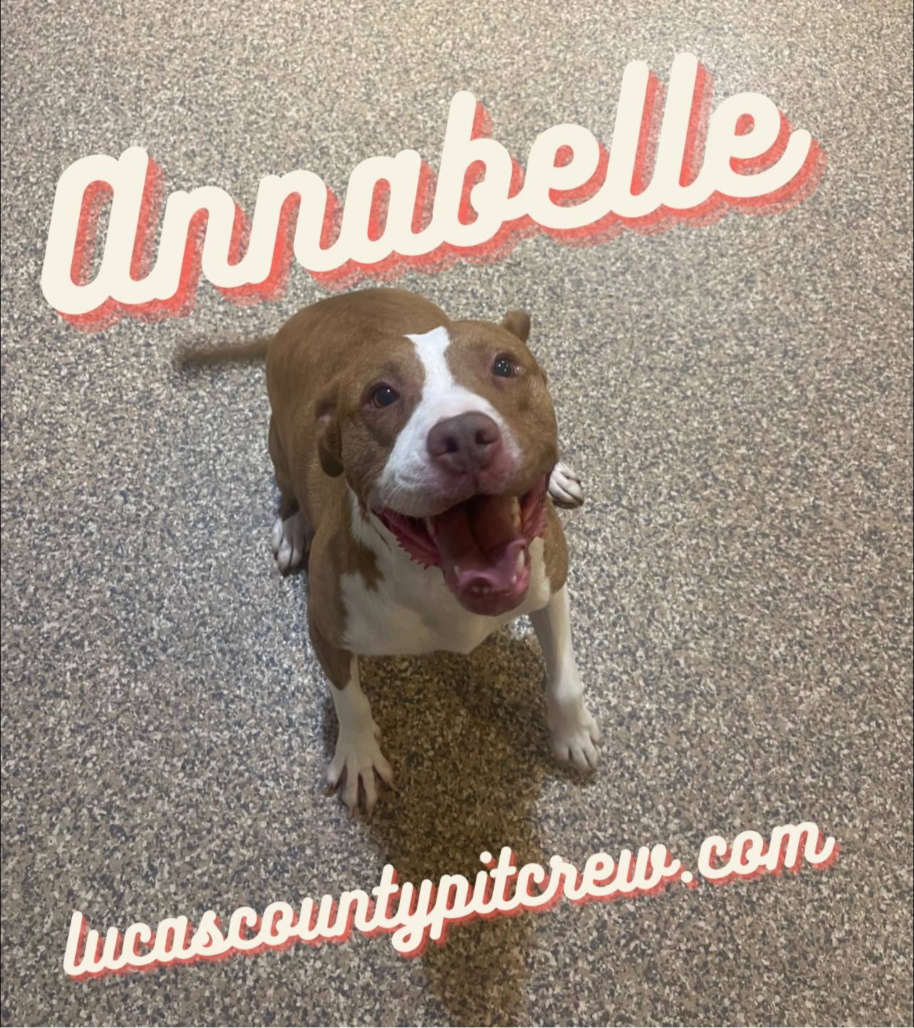 Anna Belle, an adoptable Pit Bull Terrier, Labrador Retriever in Toledo, OH, 43615 | Photo Image 2
