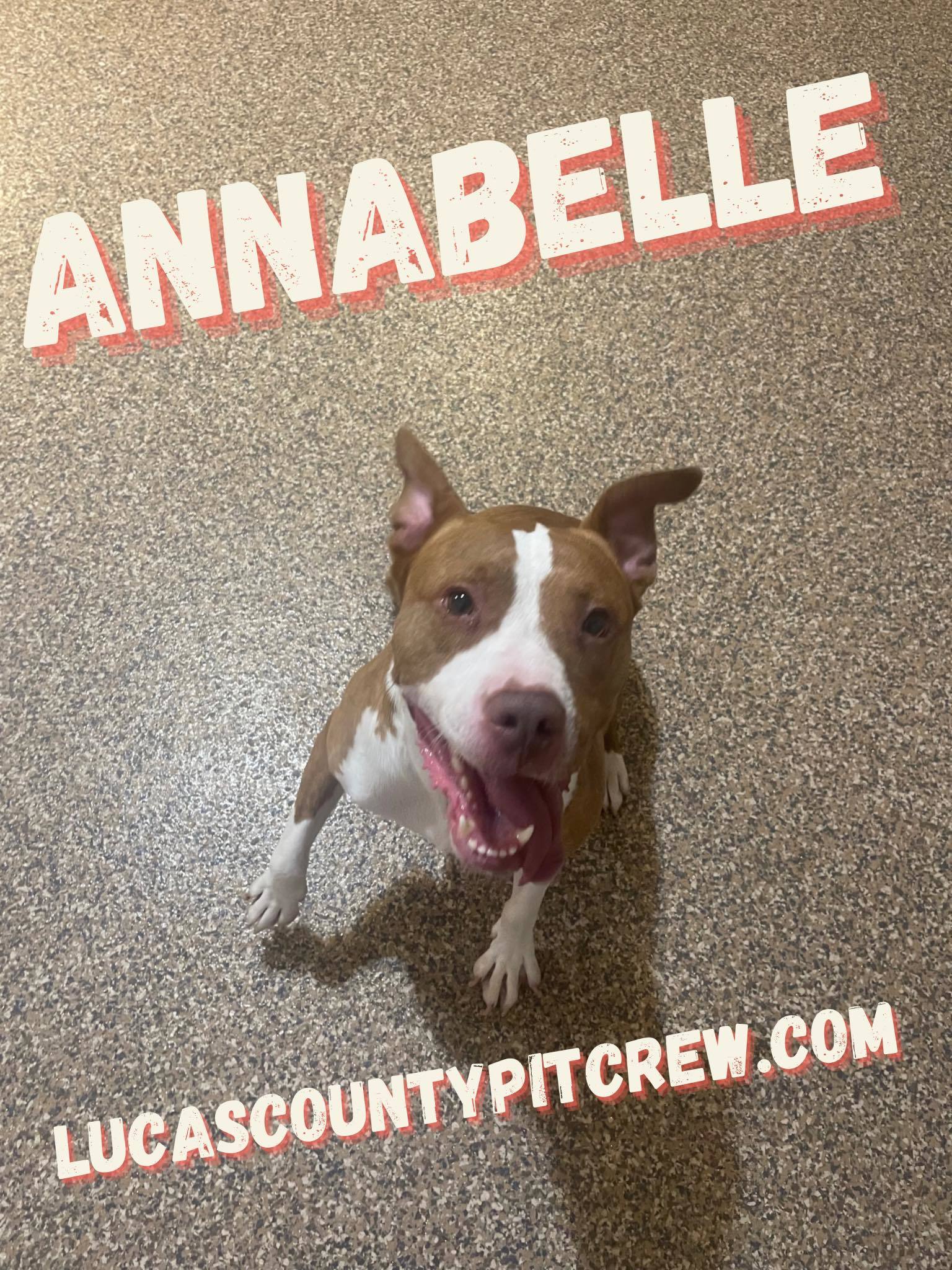 Anna Belle, an adoptable Pit Bull Terrier, Labrador Retriever in Toledo, OH, 43615 | Photo Image 3