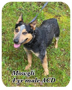 Mowgli (foster to adopt)