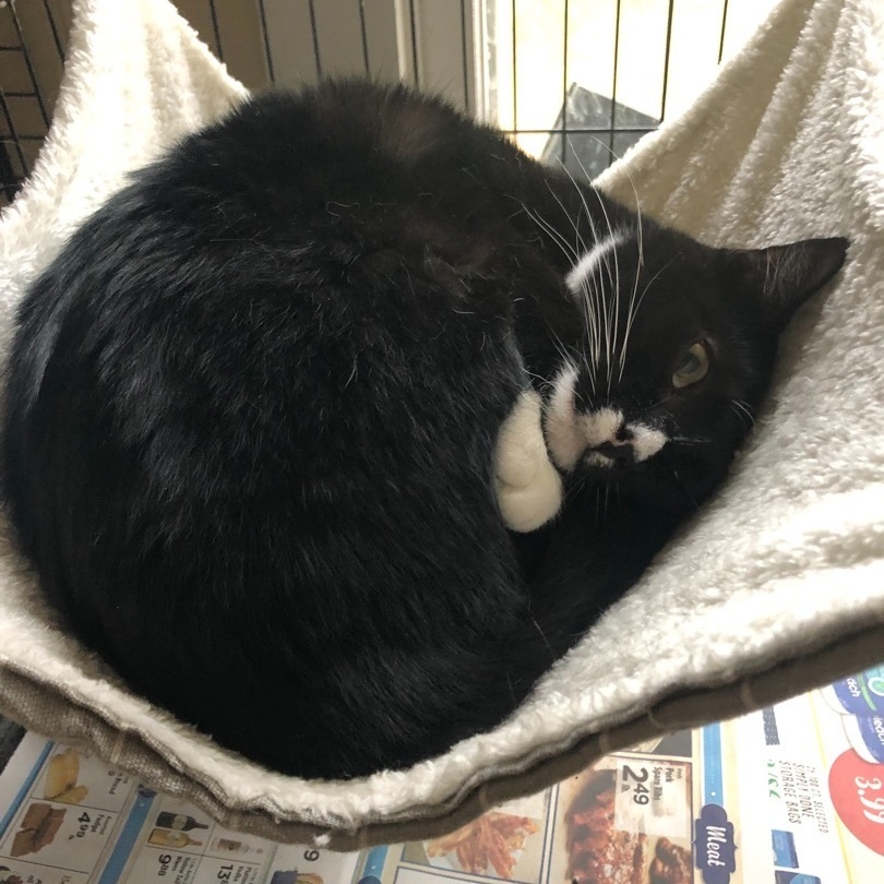 Tara, an adoptable Tuxedo, Domestic Short Hair in Hammond, LA, 70403 | Photo Image 2