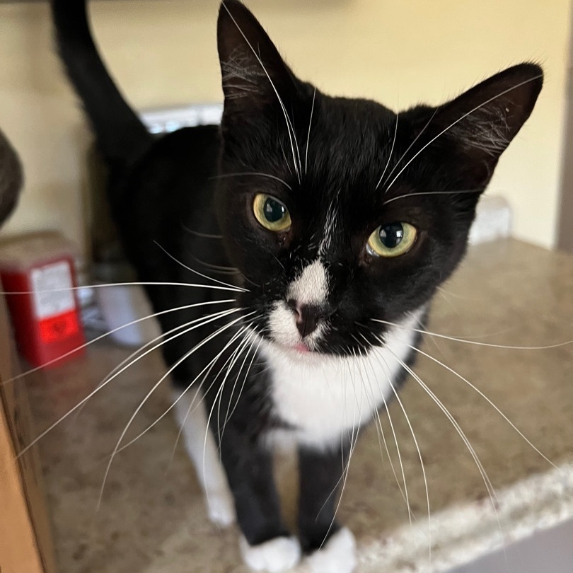 Tara, an adoptable Tuxedo, Domestic Short Hair in Hammond, LA, 70403 | Photo Image 1