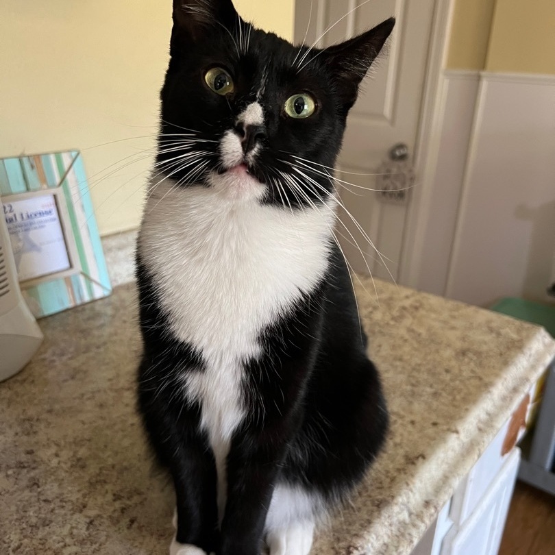 Tara, an adoptable Tuxedo, Domestic Short Hair in Hammond, LA, 70403 | Photo Image 3