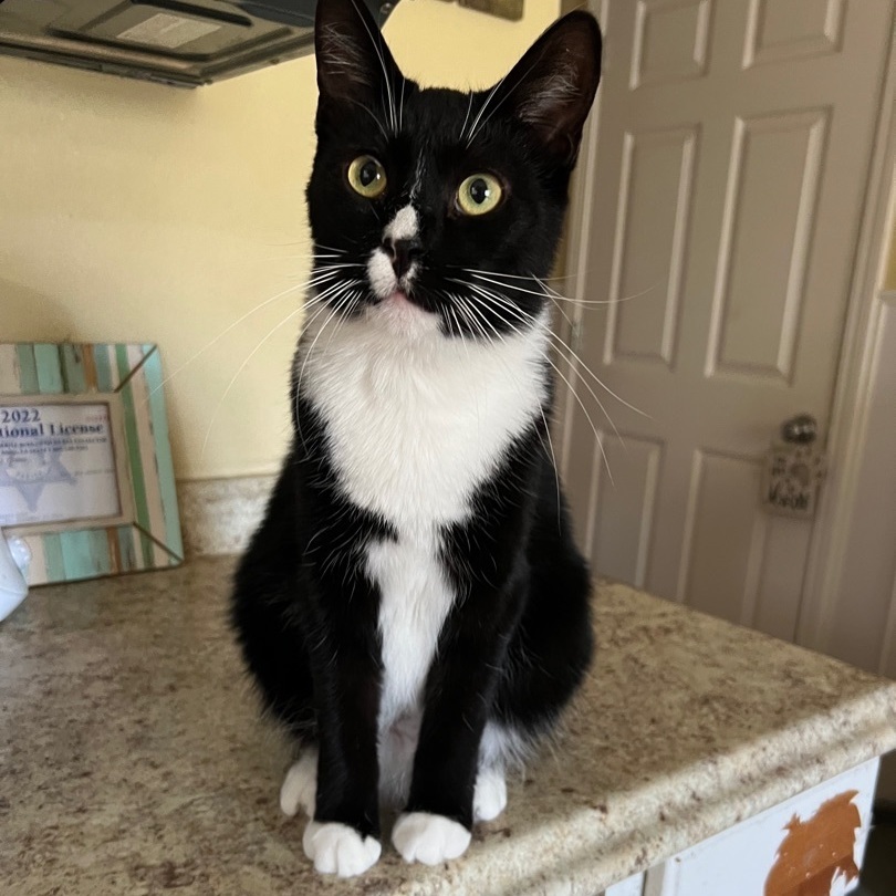 Tara, an adoptable Tuxedo, Domestic Short Hair in Hammond, LA, 70403 | Photo Image 5