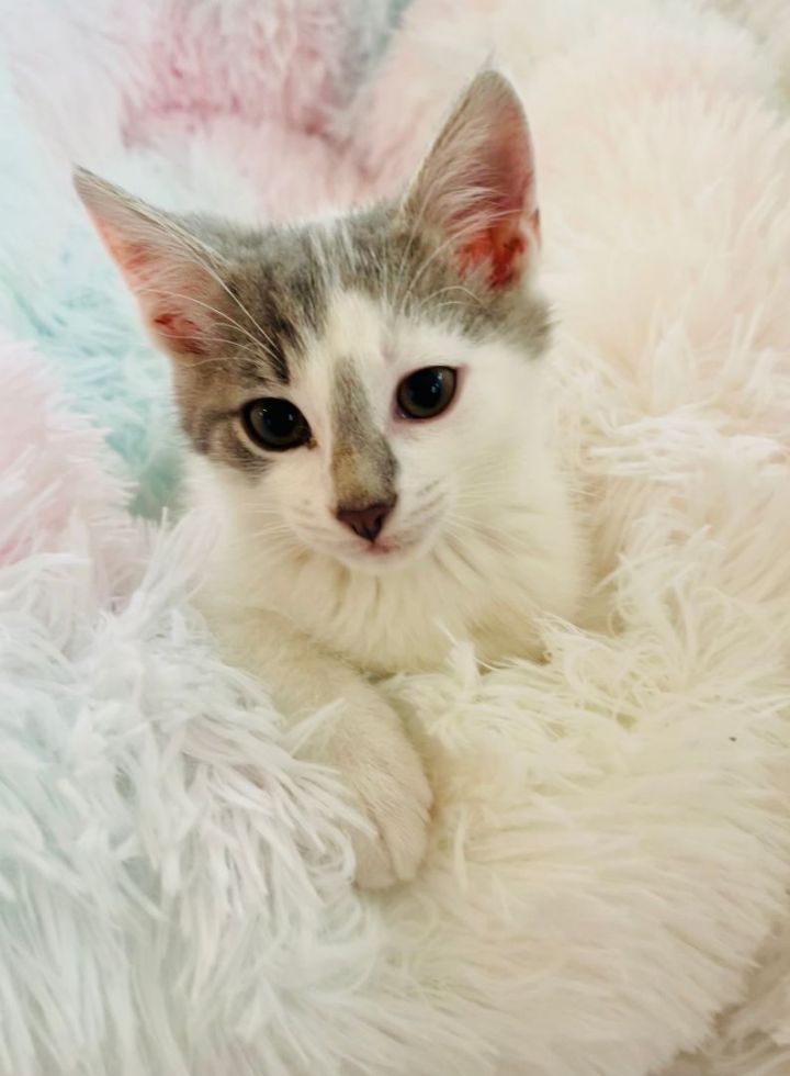 Louis Vuitton , an adopted Domestic Short Hair in Bethel, CT_image-4