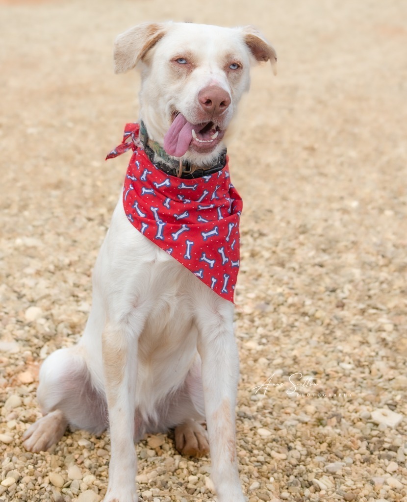 Buddy, an adoptable Mixed Breed in Hot Springs, SD, 57747 | Photo Image 1