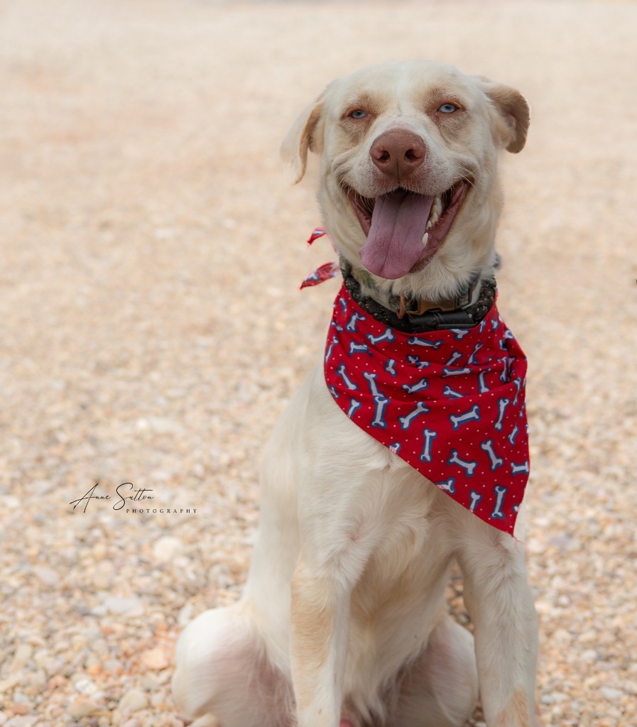 Buddy, an adoptable Mixed Breed in Hot Springs, SD, 57747 | Photo Image 2