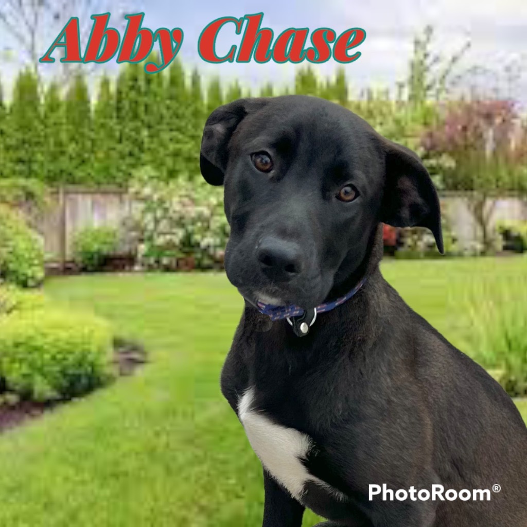 Abbey Chase
