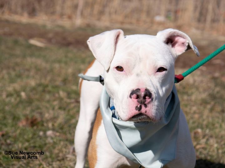 Queenie, an adoptable Pit Bull Terrier in Shorewood, IL_image-1