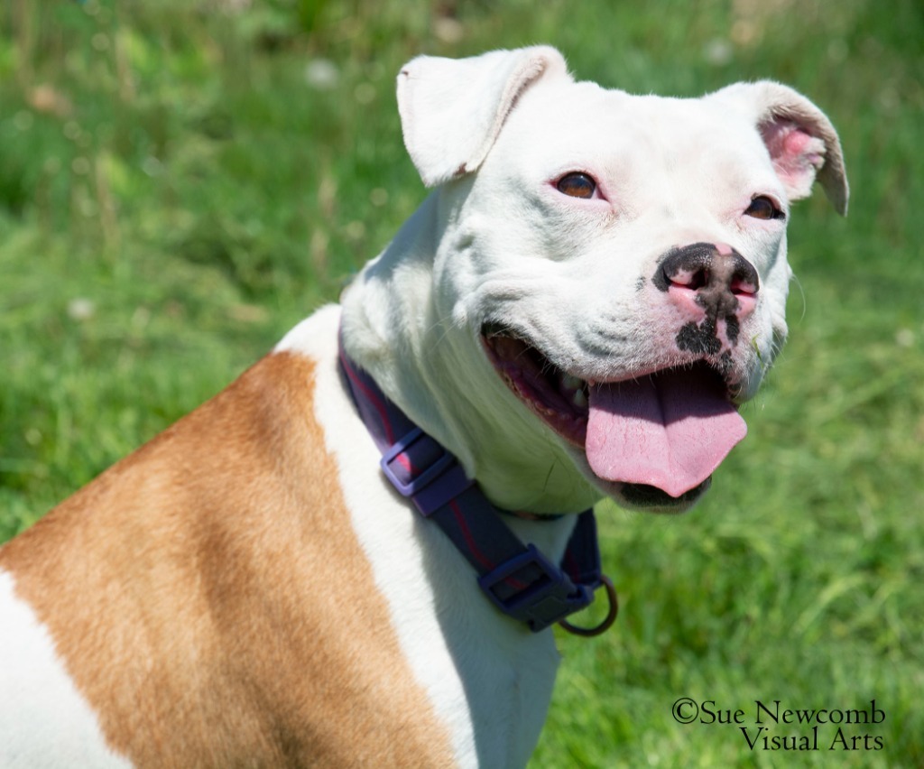 Queenie, an adoptable Pit Bull Terrier in Shorewood, IL, 60431 | Photo Image 1