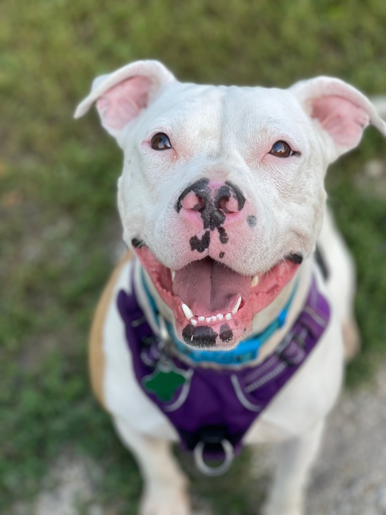 Queenie, an adoptable Pit Bull Terrier in Shorewood, IL, 60431 | Photo Image 2