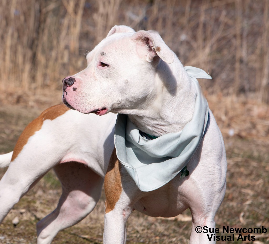 Queenie, an adoptable Pit Bull Terrier in Shorewood, IL, 60431 | Photo Image 4