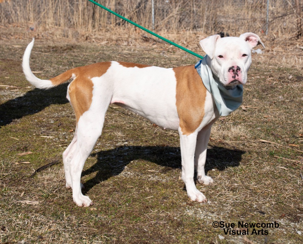 Queenie, an adoptable Pit Bull Terrier in Shorewood, IL, 60431 | Photo Image 4