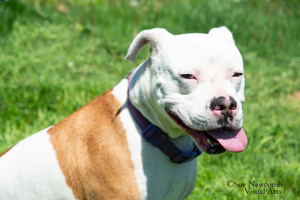 Queenie, an adoptable Pit Bull Terrier in Shorewood, IL, 60431 | Photo Image 5