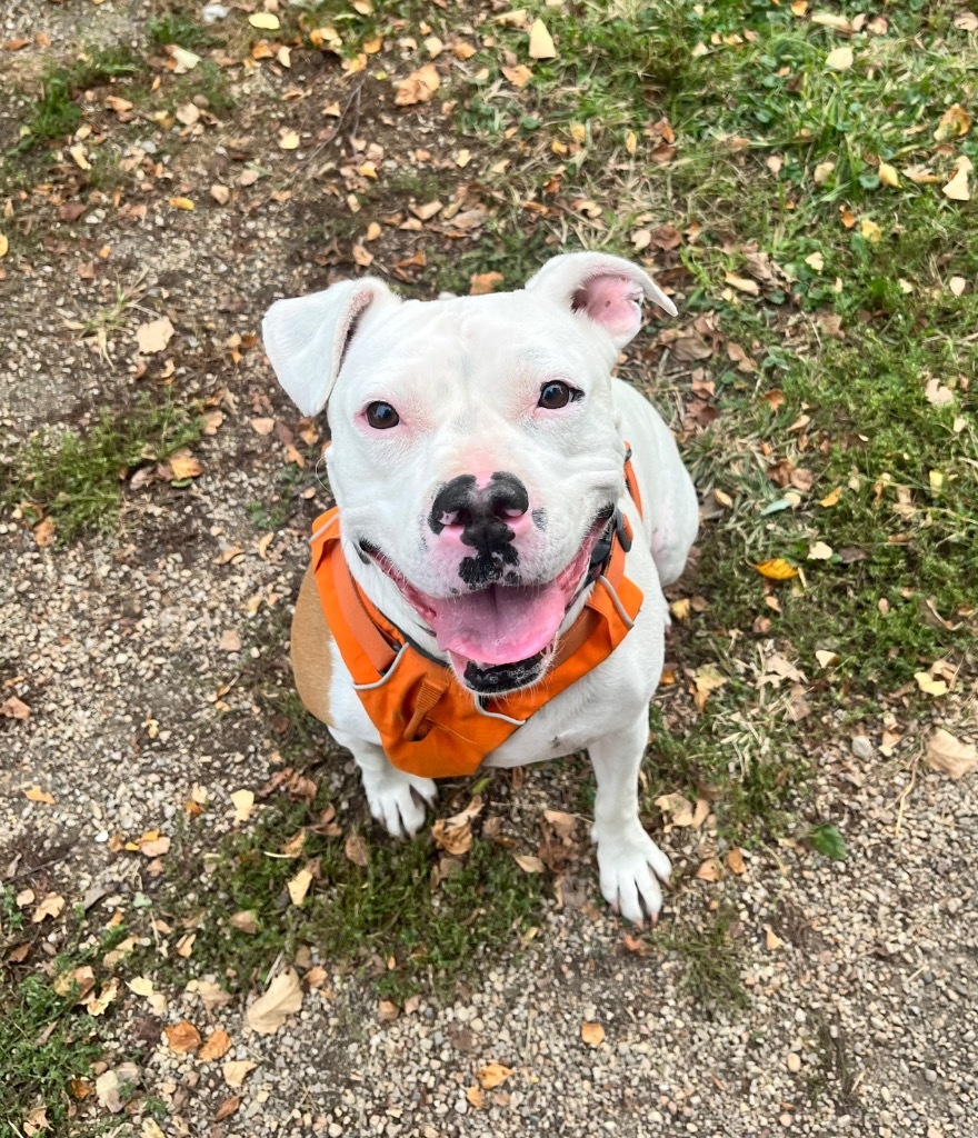 Queenie, an adoptable Pit Bull Terrier in Shorewood, IL, 60431 | Photo Image 5