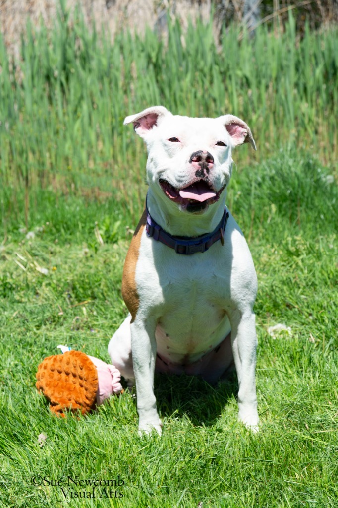 Queenie, an adoptable Pit Bull Terrier in Shorewood, IL, 60431 | Photo Image 6