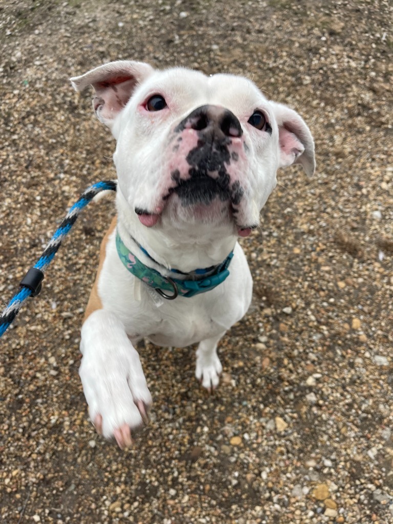 Queenie, an adoptable Pit Bull Terrier in Shorewood, IL, 60431 | Photo Image 6