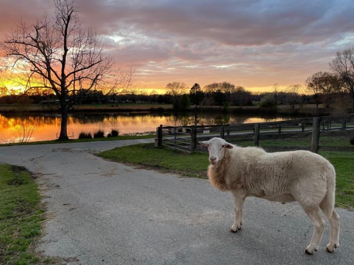 Teddy , an adoptable Sheep in Durham, NC_image-6