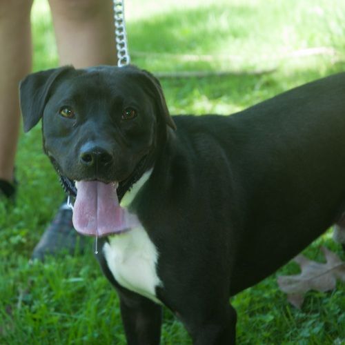 Reilly , an adoptable Terrier, Boston Terrier in New Martinsville, WV, 26155 | Photo Image 1