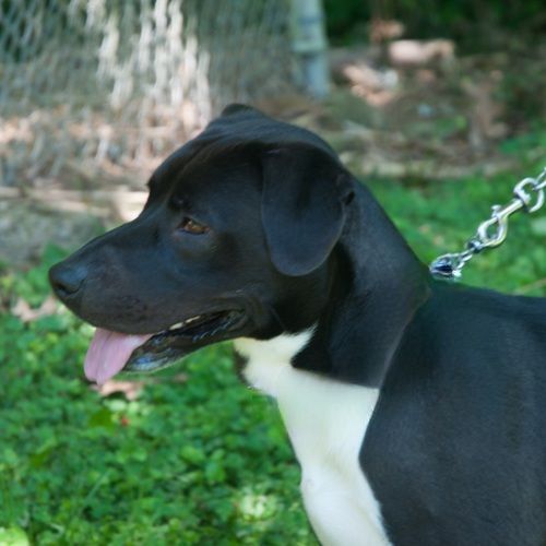 Reilly , an adoptable Terrier, Boston Terrier in New Martinsville, WV, 26155 | Photo Image 3