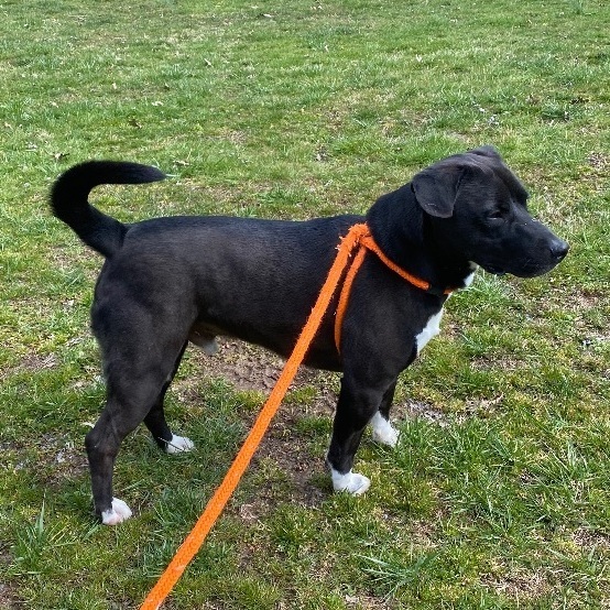Reilly , an adoptable Terrier, Boston Terrier in New Martinsville, WV, 26155 | Photo Image 5