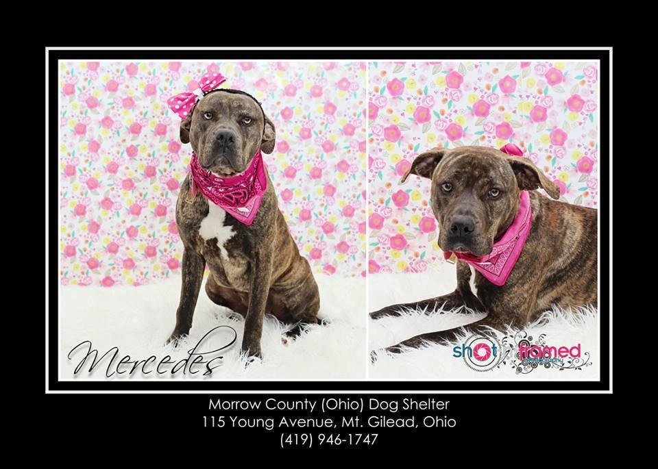 Mercedes, an adoptable Pit Bull Terrier, Mastiff in Mount Gilead, OH, 43338 | Photo Image 3