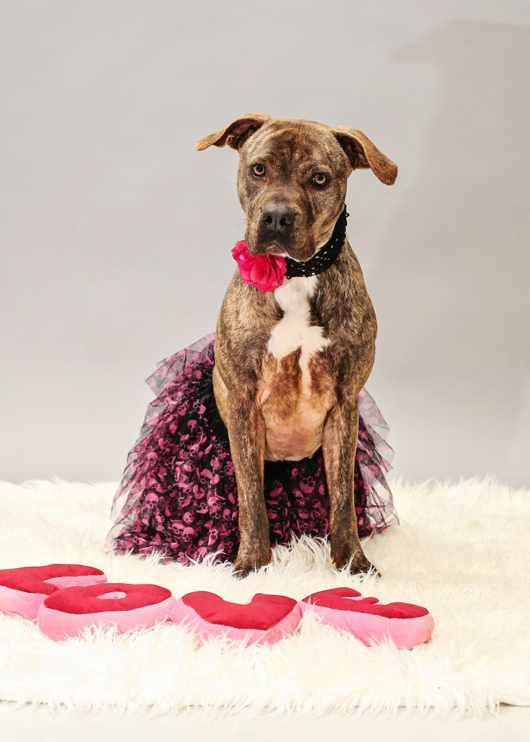 Mercedes, an adoptable Pit Bull Terrier, Mastiff in Mount Gilead, OH, 43338 | Photo Image 1
