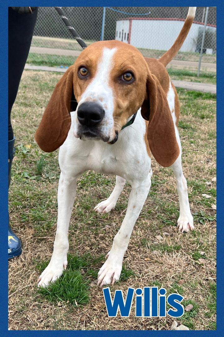 Foster Me! Willis, an adoptable Foxhound & Treeing Walker Coonhound Mix in Oswego, IL_image-1