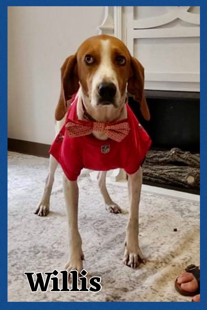 Foster Me! Willis, an adoptable Foxhound & Treeing Walker Coonhound Mix in Oswego, IL_image-2