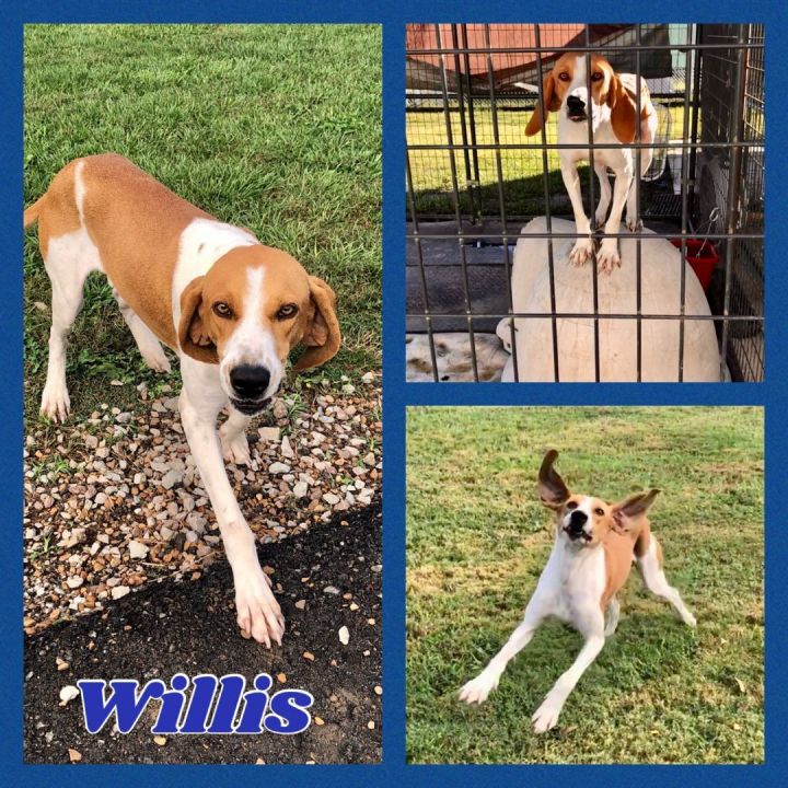 Foster Me! Willis, an adoptable Foxhound & Treeing Walker Coonhound Mix in Oswego, IL_image-6