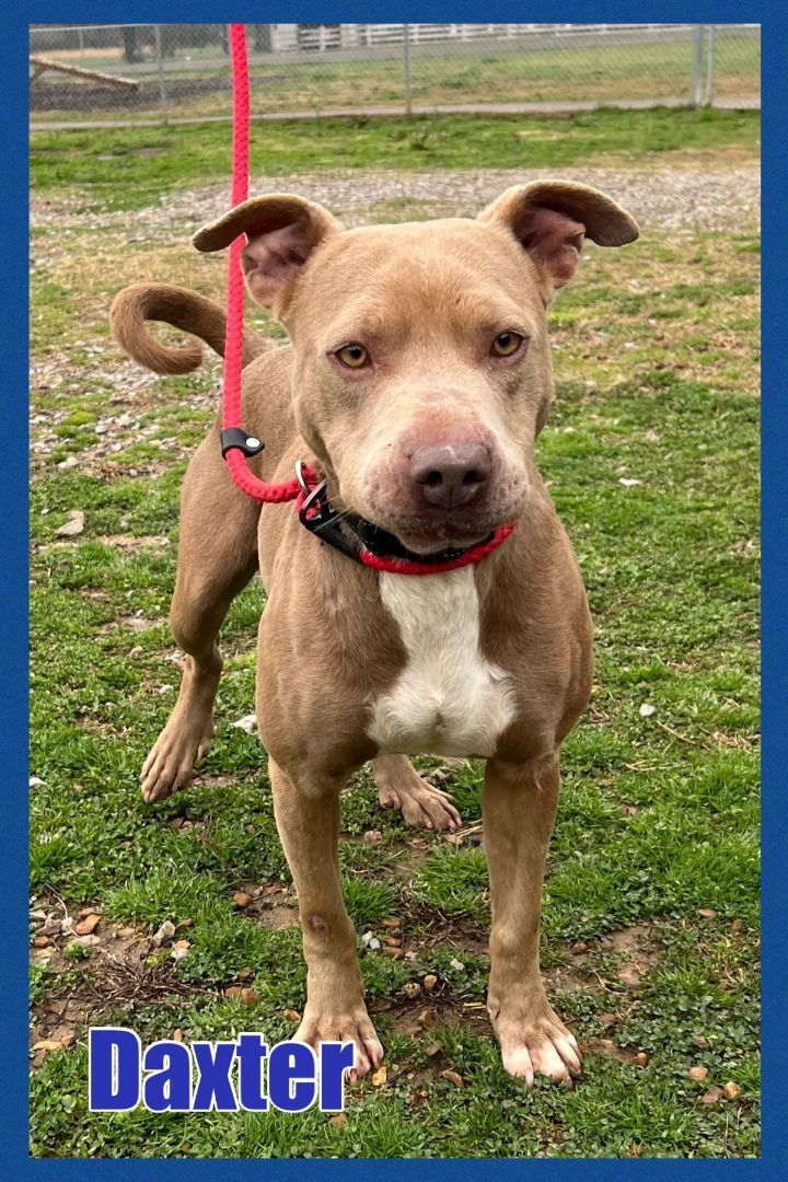 Foster Me! Daxter, an adoptable American Staffordshire Terrier & Terrier Mix in Oswego, IL_image-1
