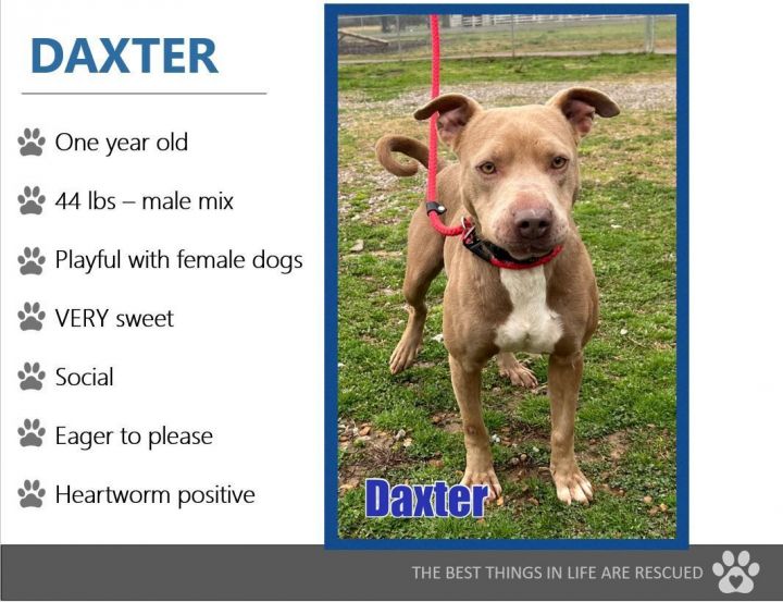 Foster Me! Daxter 3