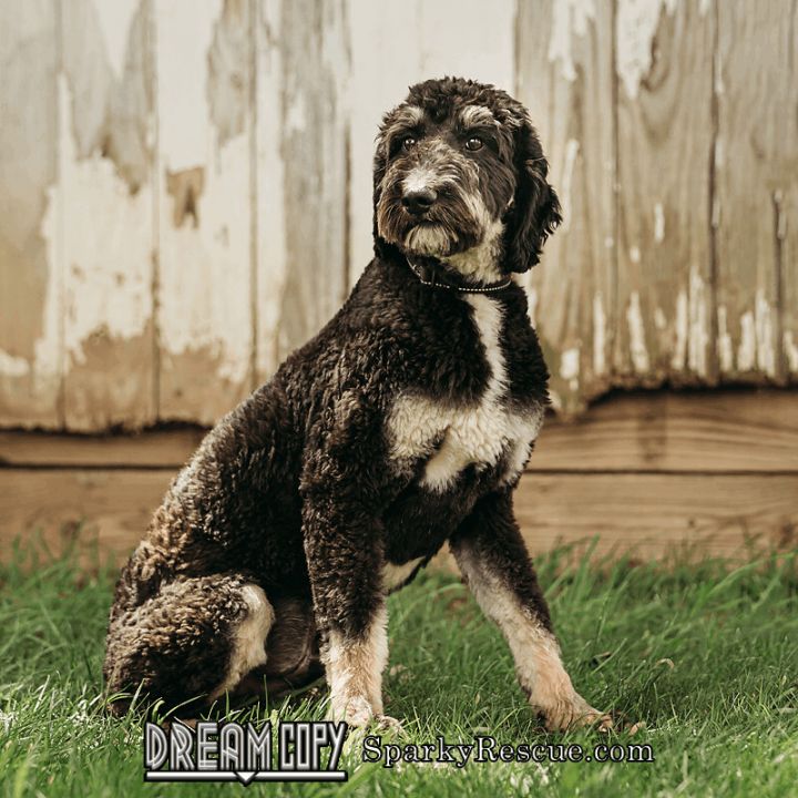 Max, an adopted Poodle & Australian Shepherd Mix in Owensboro, KY_image-2