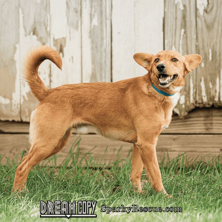 Joey, an adoptable Terrier Mix in Owensboro, KY_image-2