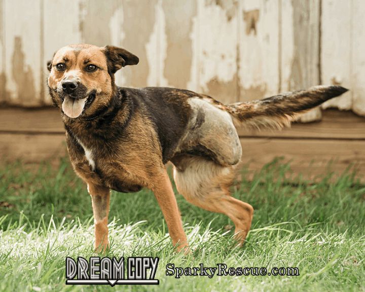 Indica, an adoptable Hound & Pug Mix in Owensboro, KY_image-1