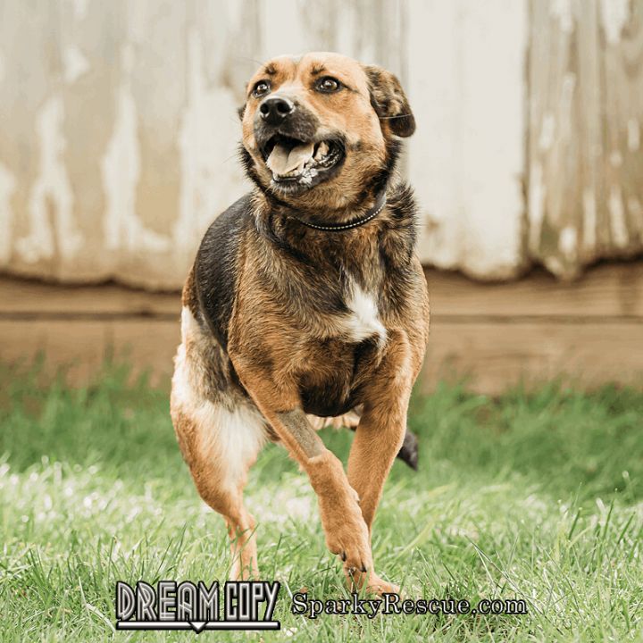 Indica, an adoptable Hound & Pug Mix in Owensboro, KY_image-2