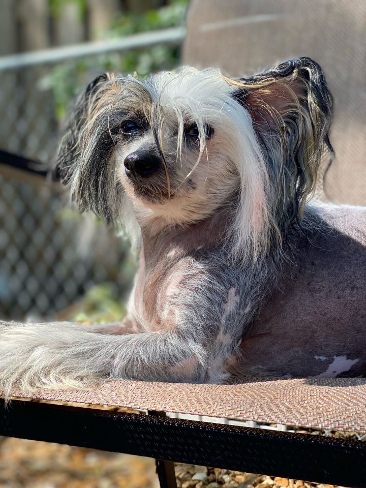 Prince, an adoptable Chinese Crested Dog in Houston, TX_image-1