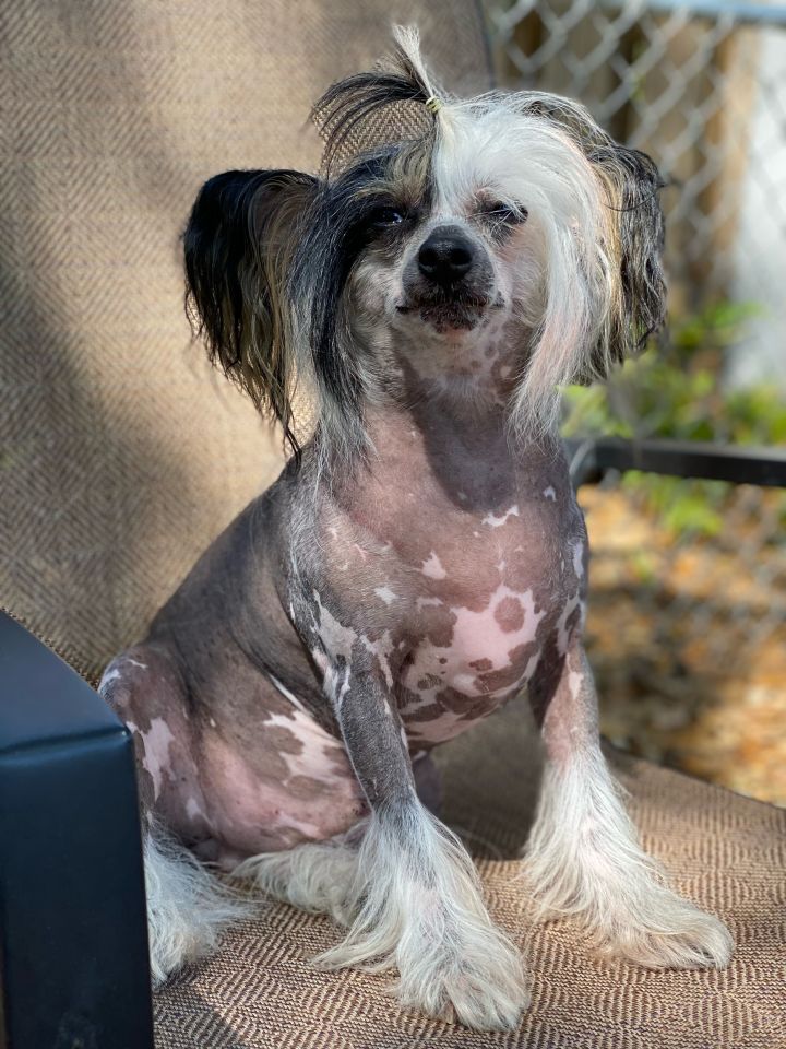 Prince, an adoptable Chinese Crested Dog in Houston, TX_image-3