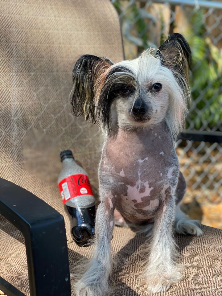 Prince, an adoptable Chinese Crested Dog in Houston, TX_image-5