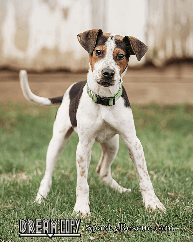 Taco, an adoptable Beagle Mix in Owensboro, KY_image-1