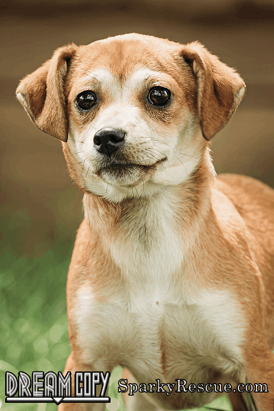 Betty, an adoptable Chihuahua & Terrier Mix in Owensboro, KY_image-3
