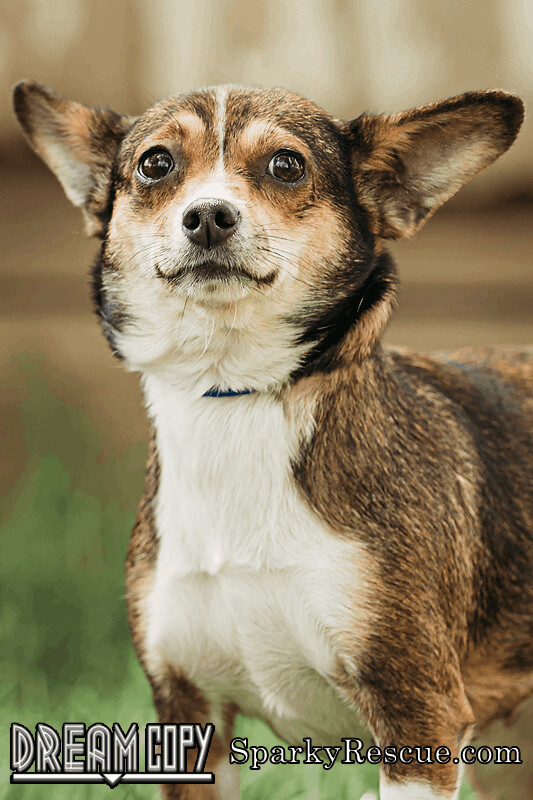 Millie, an adopted Chihuahua & Terrier Mix in Owensboro, KY_image-2