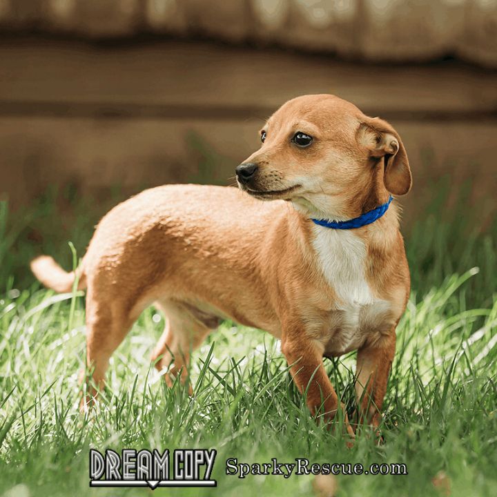 Kane, an adopted Chihuahua & Terrier Mix in Owensboro, KY_image-1