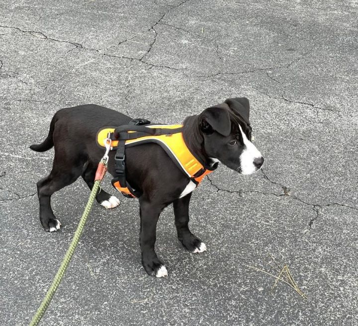 Murphy, an adoptable American Bulldog & Labrador Retriever Mix in Calhoun, GA_image-1